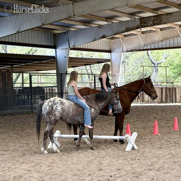 Texas "Harry" Red Roan Gelding POA