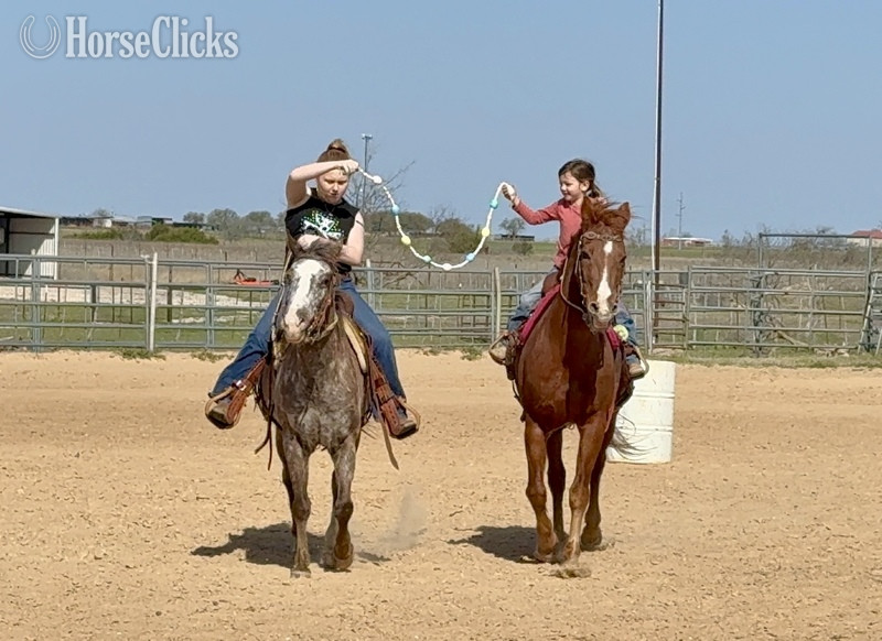 "Harry" Red Roan Gelding POA - POA in Texas
