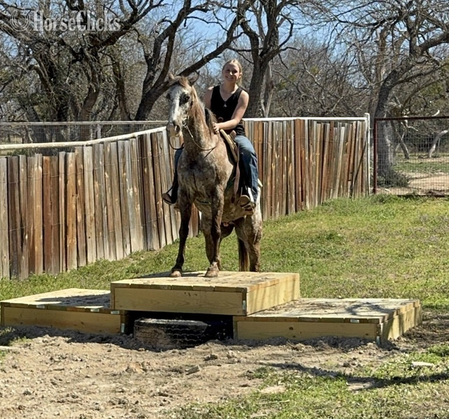 "Harry" Red Roan Gelding POA - POA