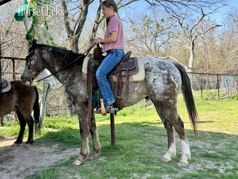 "Harry" Red Roan Gelding POA Texas