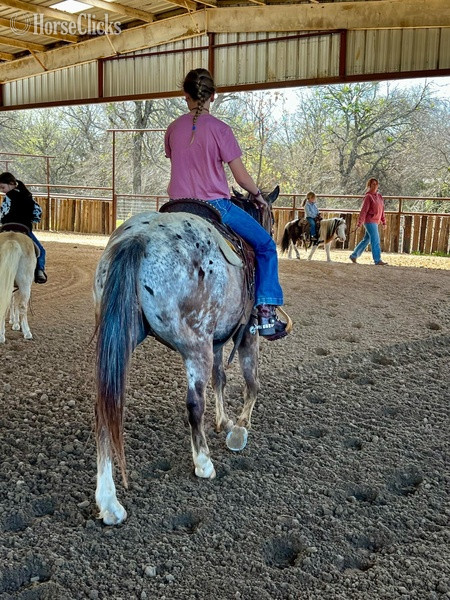 POA - "Harry" Red Roan Gelding POA in Texas