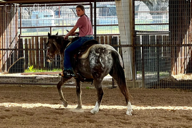 POA - "Harry" Red Roan Gelding POA