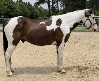 "Tonka" Pinto Mare Quarter Horse