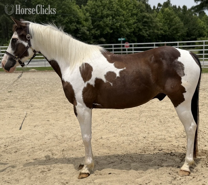 "Tonka" Pinto Mare Quarter Horse
