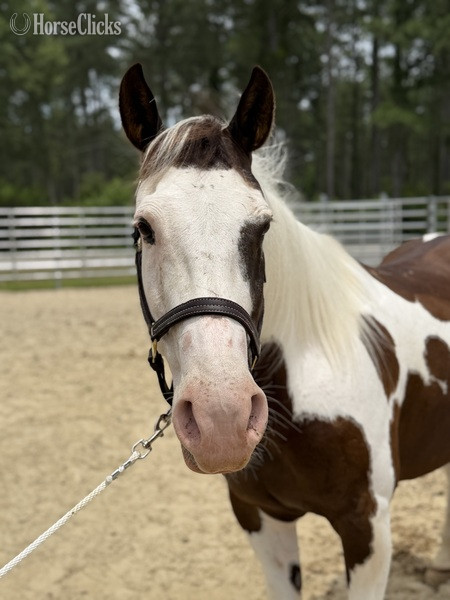 North Carolina "Tonka" Pinto Mare Quarter Horse