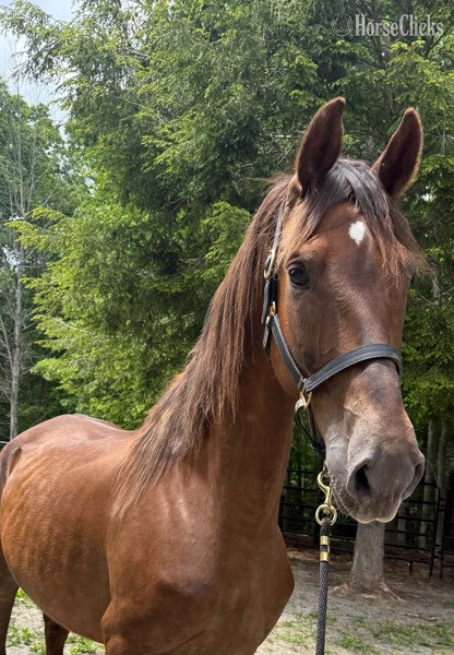 "Odie ?Rita?  (100%)" Chestnut Mare Dutch Warmblood in Kentucky