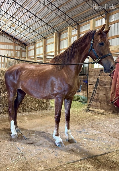 "Odie ?Rita?  (100%)" Chestnut Mare Dutch Warmblood