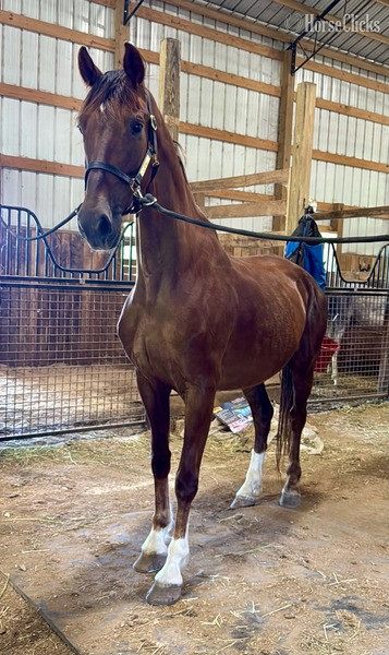 Kentucky "Odie ?Rita?  (100%)" Chestnut Mare Dutch Warmblood