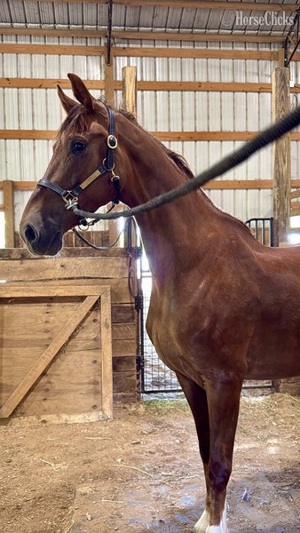 "Odie ?Rita?  (100%)" Chestnut Mare Dutch Warmblood - Dutch Warmbloods in Kentucky