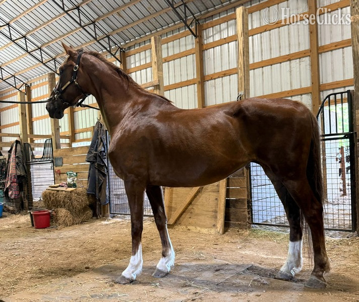 "Odie ?Rita?  (100%)" Chestnut Mare Dutch Warmblood - Dutch Warmbloods