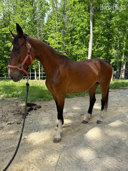 "Odie ?Rita?  (100%)" Chestnut Mare Dutch Warmblood Kentucky