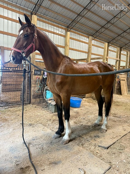 Dutch Warmbloods - "Odie ?Rita?  (100%)" Chestnut Mare Dutch Warmblood