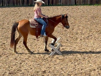"April" Bay Mare Pony