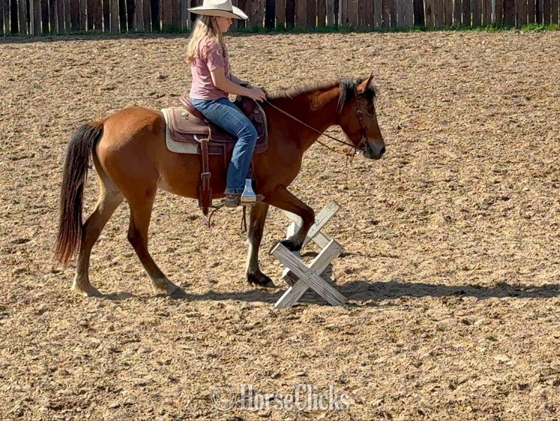 "April" Bay Mare Pony in Texas