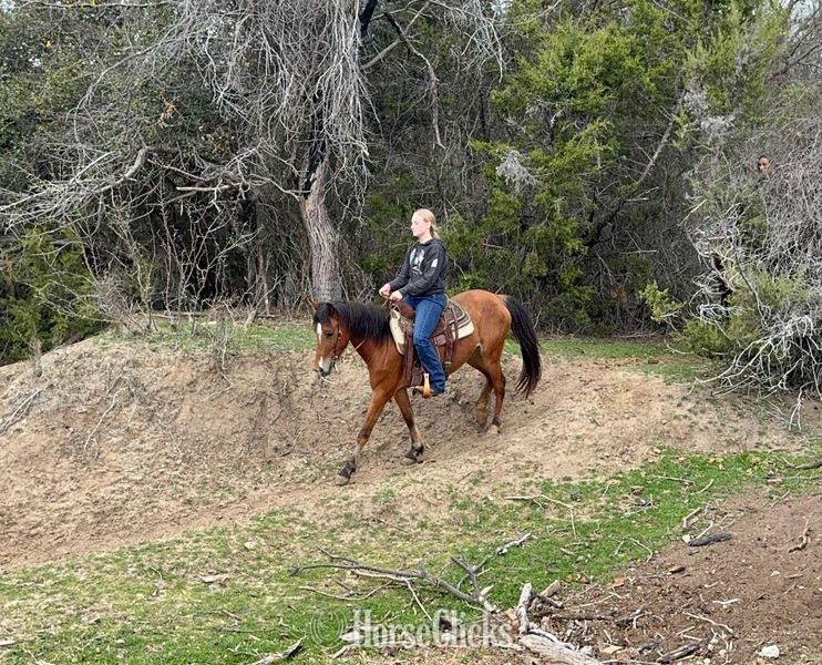 "April" Bay Mare Pony