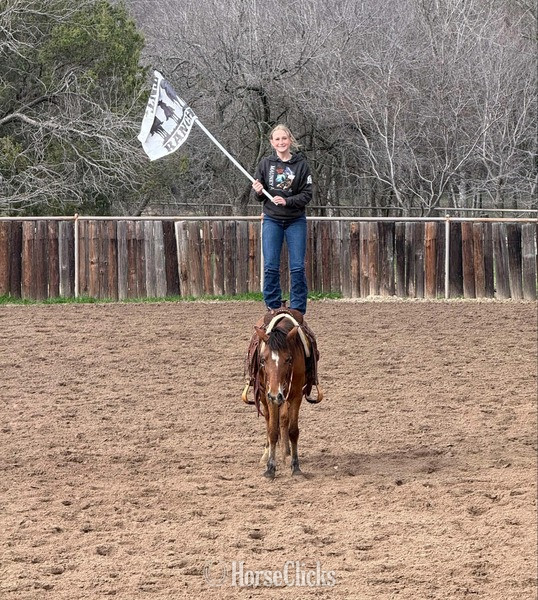 "April" Bay Mare Pony - Pony in Texas