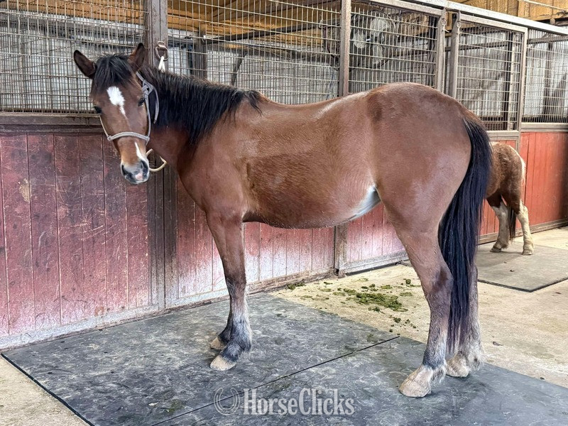 "April" Bay Mare Pony - Pony