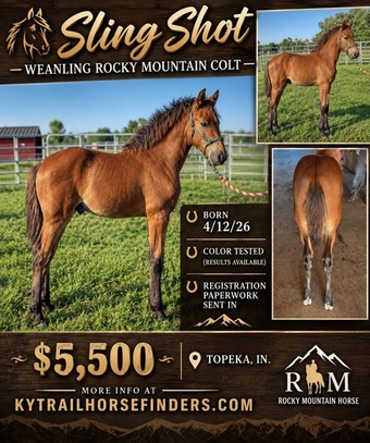 "Sling Shot " Bay Colt Rocky Mountain