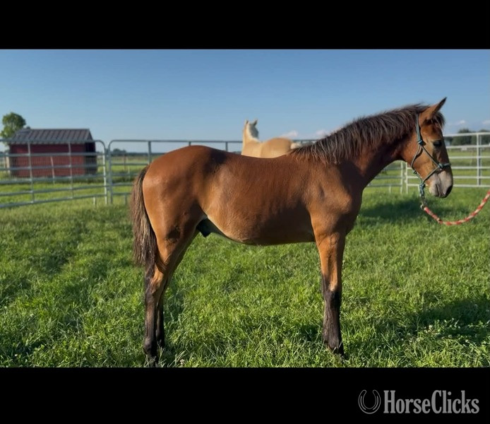"Sling Shot " Bay Colt Rocky Mountain - Rocky Mountain in Kentucky