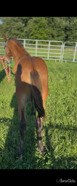 "Sling Shot " Bay Colt Rocky Mountain