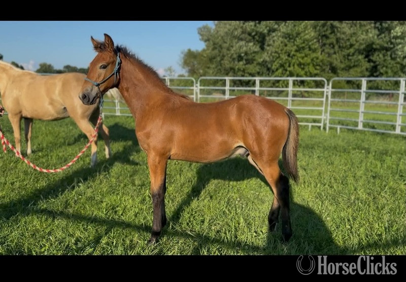 "Sling Shot " Bay Colt Rocky Mountain - Rocky Mountain