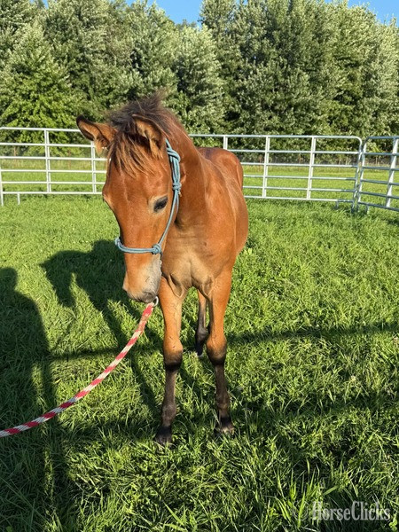 "Sling Shot " Bay Colt Rocky Mountain Kentucky