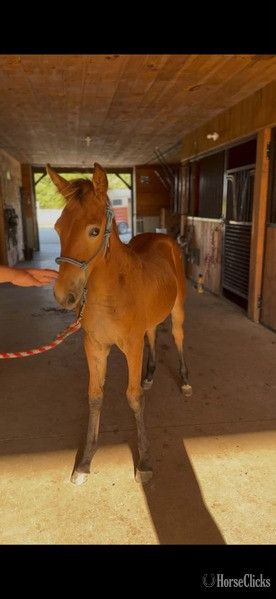 Rocky Mountain - "Sling Shot " Bay Colt Rocky Mountain in Kentucky