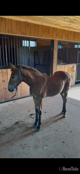 Rocky Mountain - "Sling Shot " Bay Colt Rocky Mountain