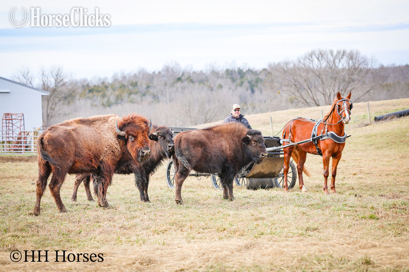 "RAGGEDY ANNE" Sorrel Mare Quarter Horse in Kentucky