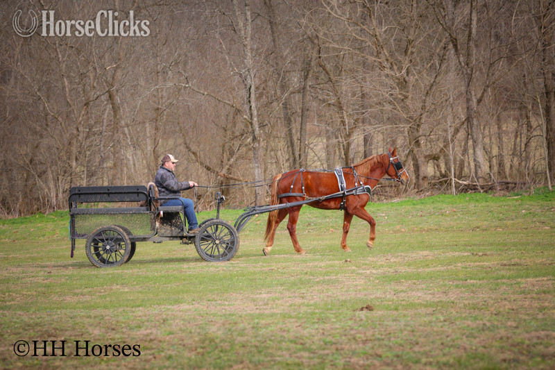 "RAGGEDY ANNE" Sorrel Mare Quarter Horse