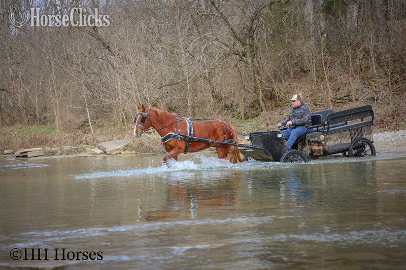 Kentucky "RAGGEDY ANNE" Sorrel Mare Quarter Horse