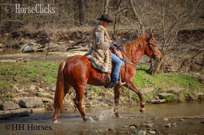 "RAGGEDY ANNE" Sorrel Mare Quarter Horse - Quarter Horse in Kentucky