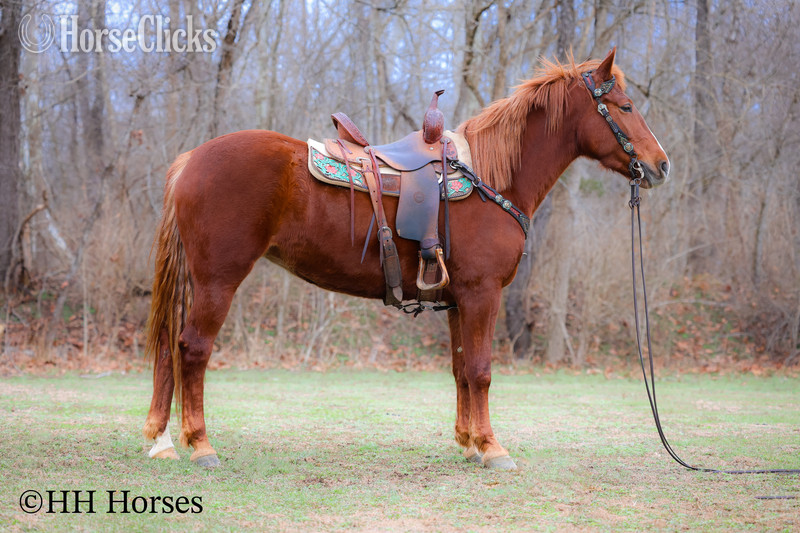 "RAGGEDY ANNE" Sorrel Mare Quarter Horse - Quarter Horse