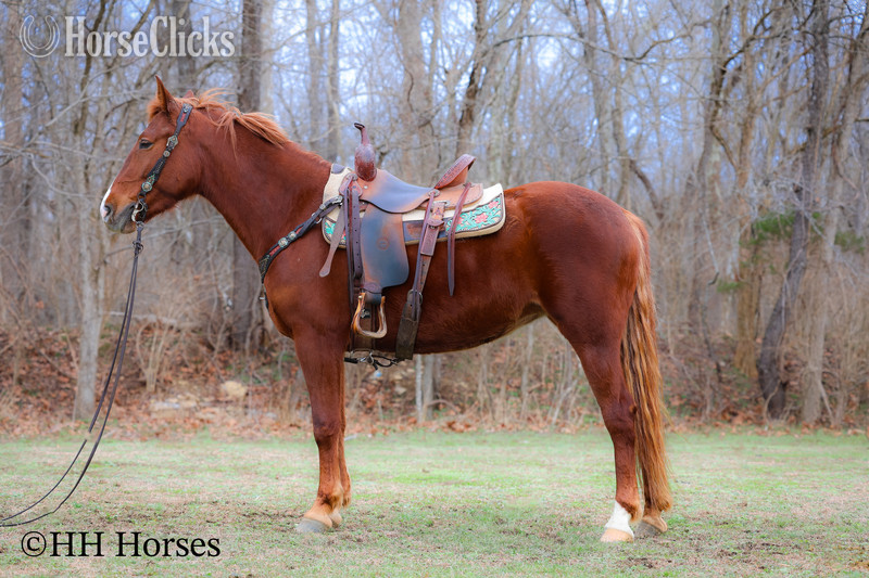 "RAGGEDY ANNE" Sorrel Mare Quarter Horse Kentucky