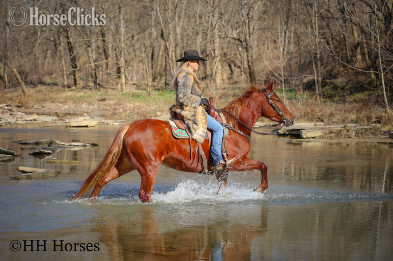 Quarter Horse - "RAGGEDY ANNE" Sorrel Mare Quarter Horse in Kentucky