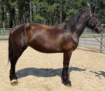 "Black " Black Mare Percheron