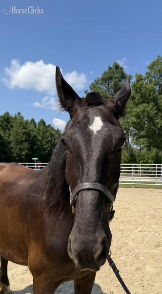 North Carolina "Black " Black Mare Percheron