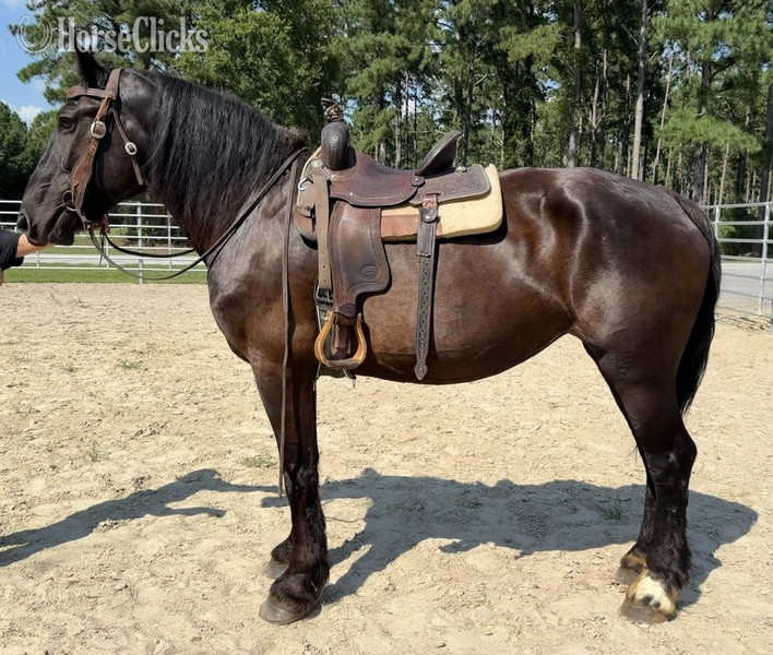 "Black " Black Mare Percheron - Percheron in North Carolina