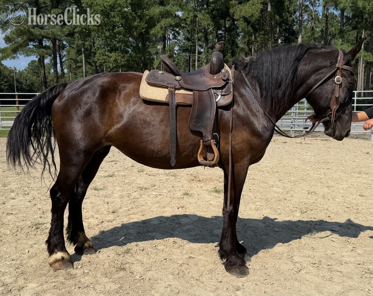 "Black " Black Mare Percheron - Percheron