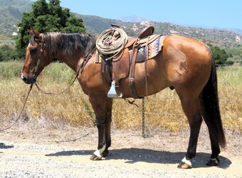 "SMOKIN HAIDA BAY" Dun Gelding Quarter Horse