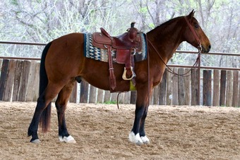 "Pudge" Bay Gelding Quarter Horse