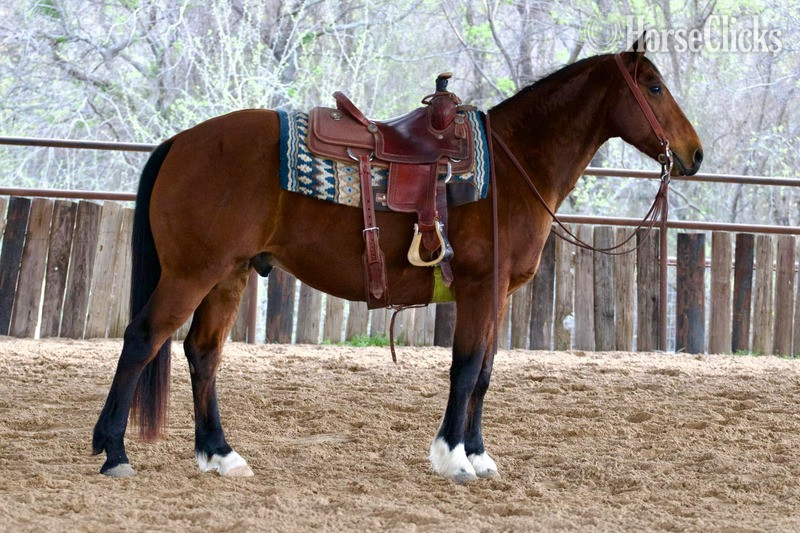 "Pudge" Bay Gelding Quarter Horse in Texas