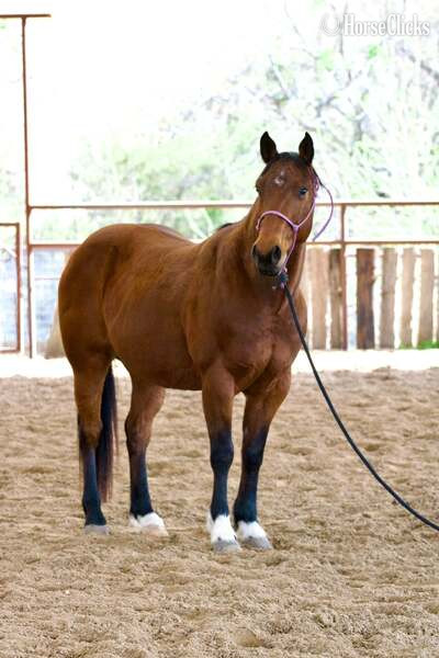 "Pudge" Bay Gelding Quarter Horse