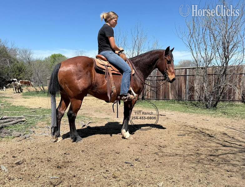 Texas "Pudge" Bay Gelding Quarter Horse