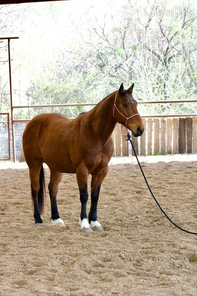 "Pudge" Bay Gelding Quarter Horse - Quarter Horse in Texas