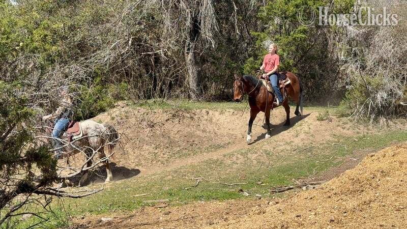 "Pudge" Bay Gelding Quarter Horse - Quarter Horse