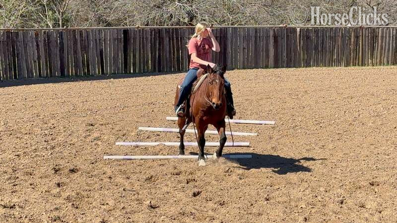 "Pudge" Bay Gelding Quarter Horse Texas