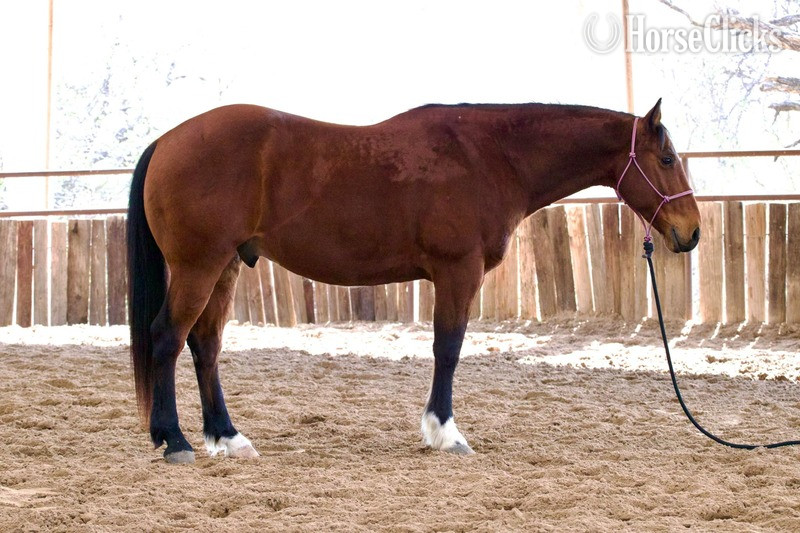 Quarter Horse - "Pudge" Bay Gelding Quarter Horse in Texas