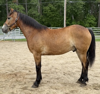"Turner " Buckskin Gelding Quarter Horse