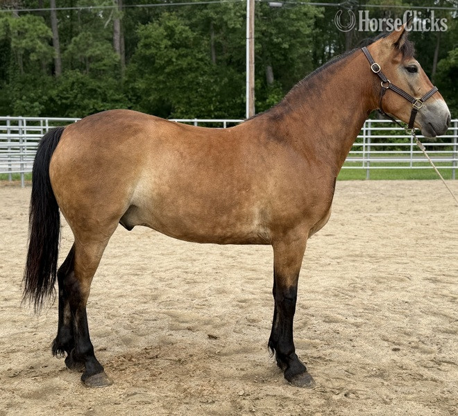 "Turner " Buckskin Gelding Quarter Horse